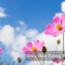 Wallpaper 3D Natural Scenery Flower Field FLLS 1502-12