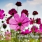 Wallpaper 3D Natural Scenery Flower Field FLLS 1502-13
