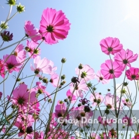 Wallpaper 3D Natural Scenery Flower Field FLLS 1502-15
