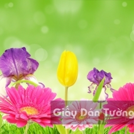 Wallpaper 3D Natural Scenery Flower Field FLLS 1502-16
