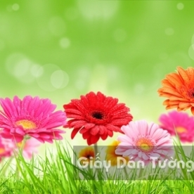 Wallpaper 3D Natural Scenery Flower Field FLLS 1502-17