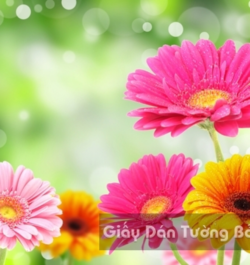 Wallpaper 3D Landscape Nature Flower Field FLLS 1502-18