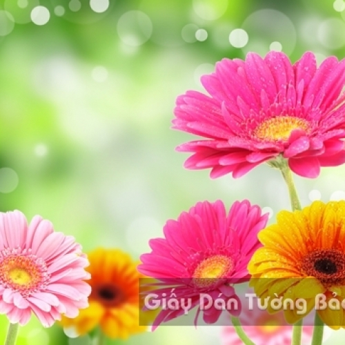 Wallpaper 3D Landscape Nature Flower Field FLLS 1502-18