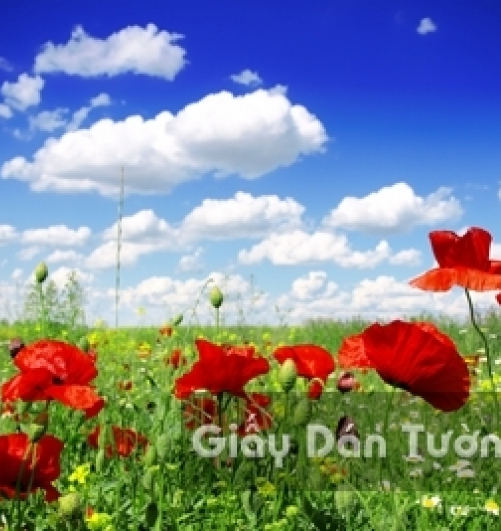 Wallpaper 3D Natural Scenery Flower Field FLLS 1502-2