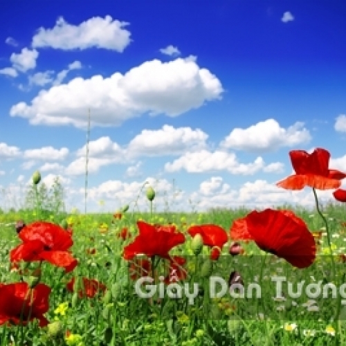 Wallpaper 3D Natural Scenery Flower Field FLLS 1502-2