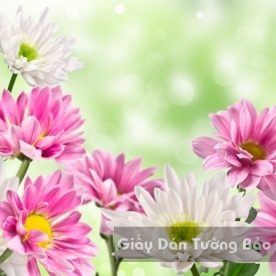 Wallpaper 3D Natural Scenery Flower Field FLLS 1502-21