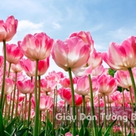 Wallpaper 3D Natural Scenery Flower Field FLLS 1502-22