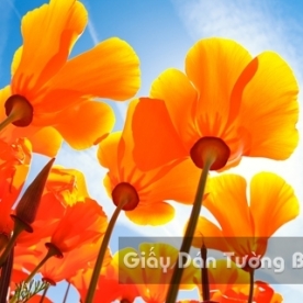 Wallpaper 3D Natural Scenery Flower Field FLLS 1502-23