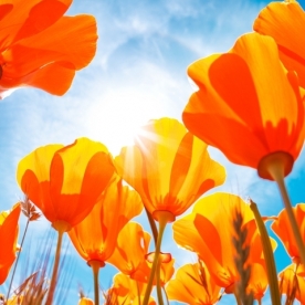 Wallpaper 3D Natural Scenery Flower Field FLLS 1502-24