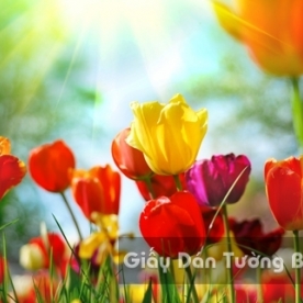 Wallpaper 3D Natural Scenery Flower Field FLLS 1502-26