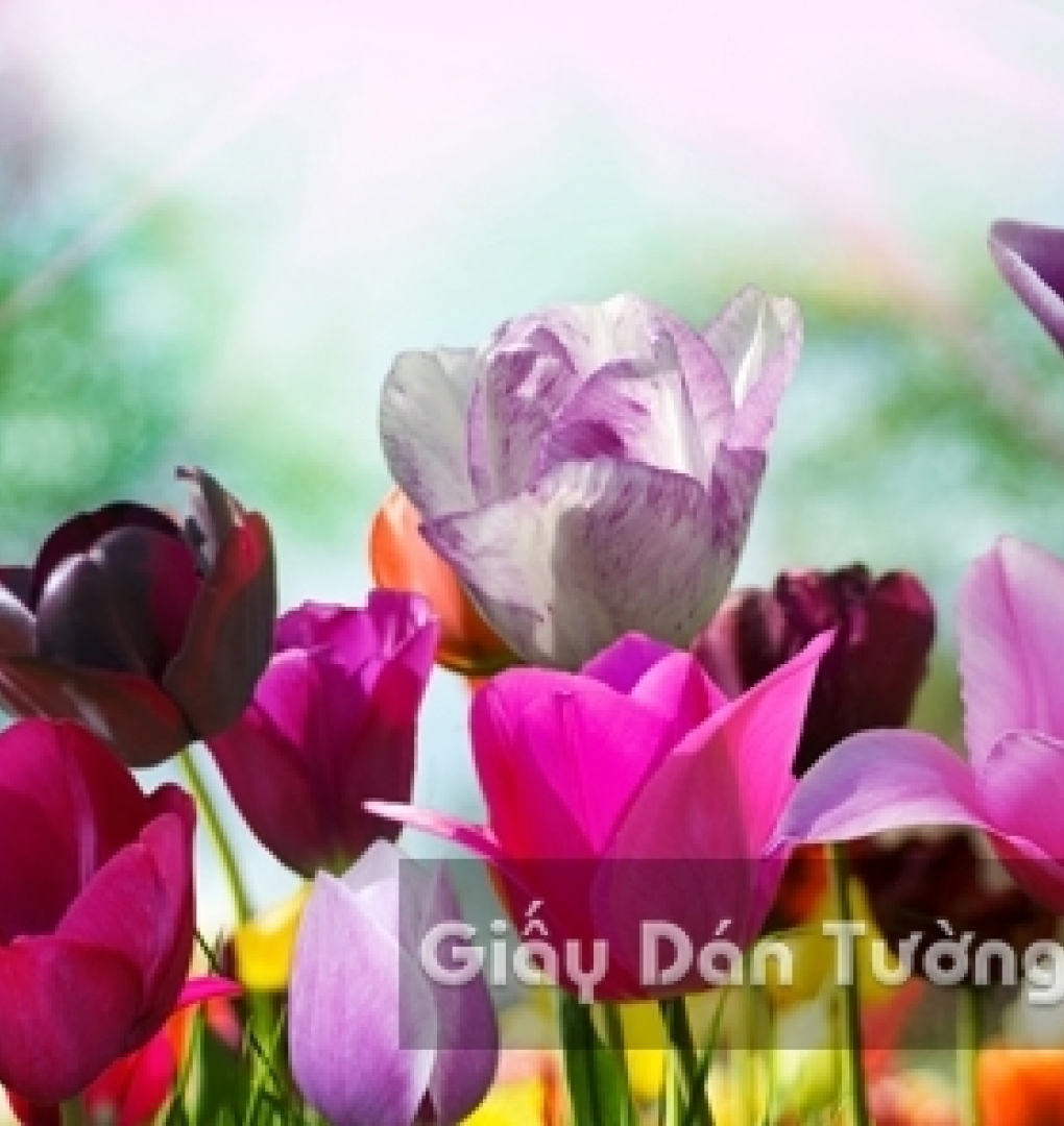 Wallpaper 3D Natural Scenery Flower Field FLLS 1502-27