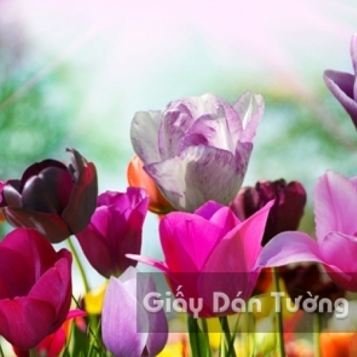 Wallpaper 3D Natural Scenery Flower Field FLLS 1502-27