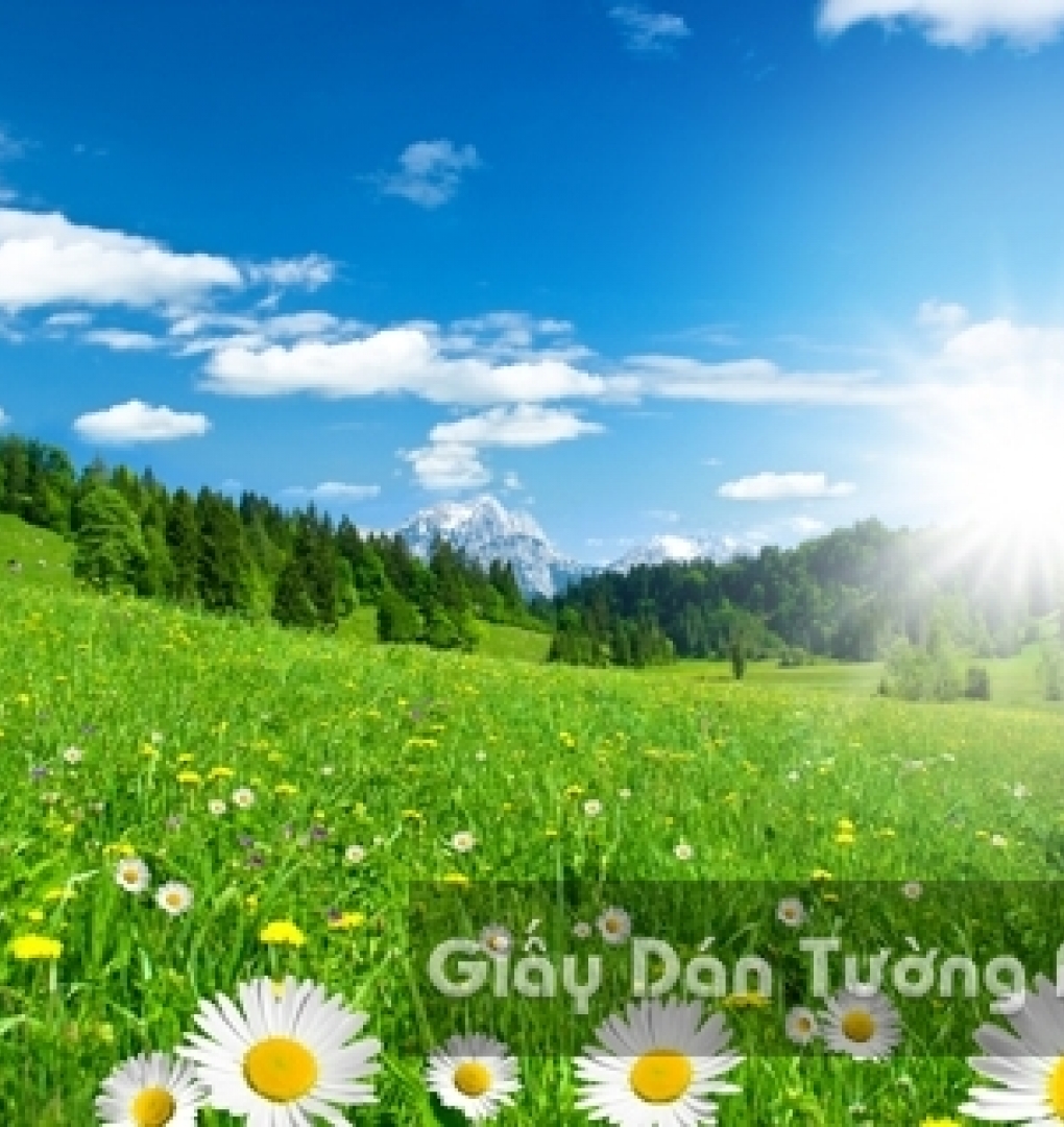 Wallpaper 3D Natural Scenery Flower Field FLLS 1502-3