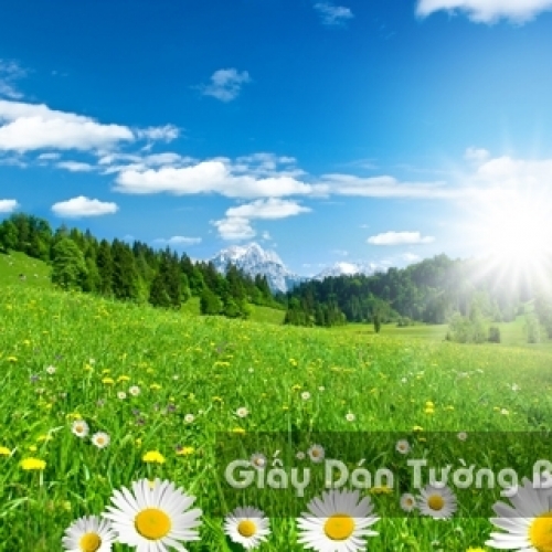 Wallpaper 3D Natural Scenery Flower Field FLLS 1502-3
