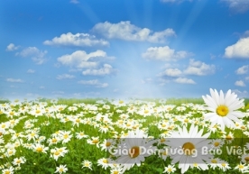 Wallpaper 3D Natural Scenery Flower Field FLLS 1502-4