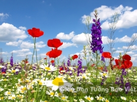 Wallpaper 3D Natural Scenery Flower Field FLLS 1502-9