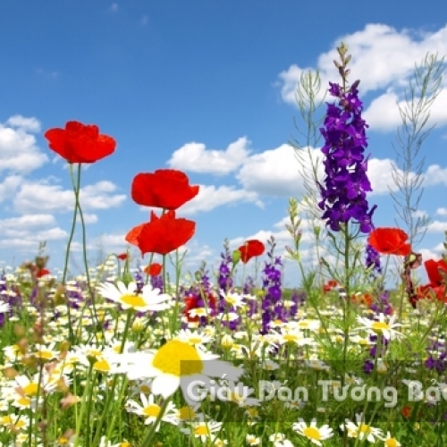 Wallpaper 3D Natural Scenery Flower Field FLLS 1502-9