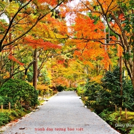 Wallpaper of natural landscapes Tr199