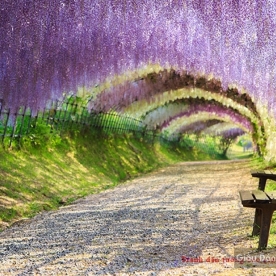 Wall paintings of natural landscapes Tr203