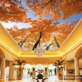 Giấy dán tường C001 dán trần nhà