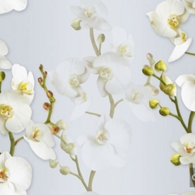 Giấy Dán Tường 88102-3