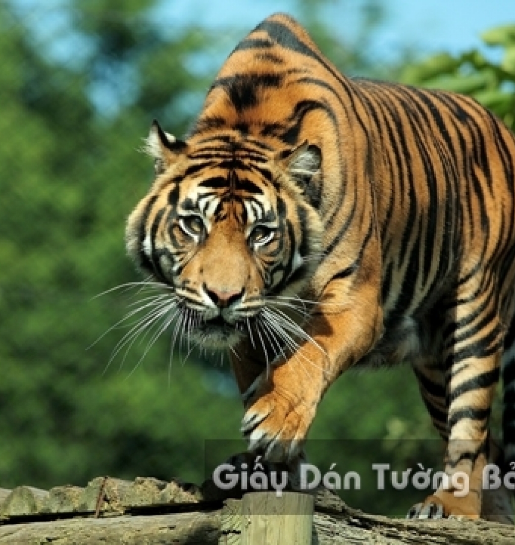 Tranh Giấy Dán Tường 3D Động Vật AN 1501-10