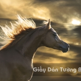 Tranh Giấy Dán Tường 3D Động Vật AN 1501-13