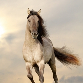 Tranh Giấy Dán Tường 3D Động Vật AN 1501-14