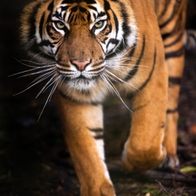 Tranh Giấy Dán Tường 3D Động Vật AN 1501-5