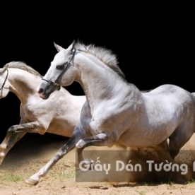Tranh Giấy Dán Tường 3D Động Vật AN AN 1502-8