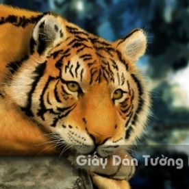 Tranh Giấy Dán Tường 3D Động Vật AN001-3