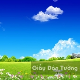 Tranh Giấy Dán Tường 3D Phong Cảnh Thiên Nhiên Cánh Đồng Hoa CA007-2