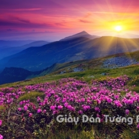 Tranh Giấy Dán Tường 3D Phong Cảnh Thiên Nhiên Cánh Đồng Hoa FLLS 1501-1