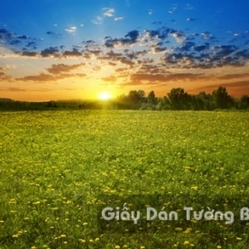 Tranh Giấy Dán Tường 3D Phong Cảnh Thiên Nhiên Cánh Đồng Hoa FLLS 1501-12