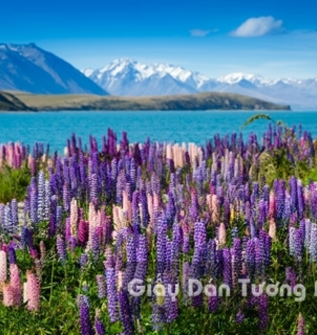 Tranh Giấy Dán Tường 3D Phong Cảnh Thiên Nhiên Cánh Đồng Hoa FLLS 1501-6