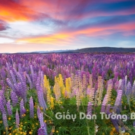 Tranh Giấy Dán Tường 3D Phong Cảnh Thiên Nhiên Cánh Đồng Hoa FLLS 1501-9