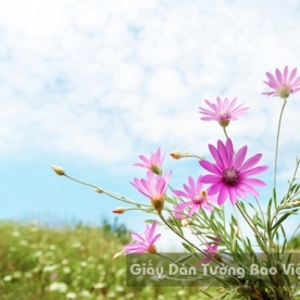 Tranh Giấy Dán Tường 3D Phong Cảnh Thiên Nhiên Cánh Đồng Hoa FLLS 1502-14