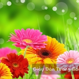 Tranh Giấy Dán Tường 3D Phong Cảnh Thiên Nhiên Cánh Đồng Hoa FLLS 1502-19