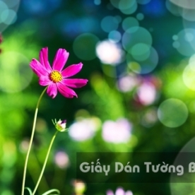 Tranh Giấy Dán Tường 3D Phong Cảnh Thiên Nhiên Cánh Đồng Hoa FLLS 1502-32