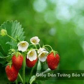 Tranh Giấy Dán Tường 3D Phong Cảnh Thiên Nhiên Cánh Đồng Hoa FLLS 1502-33