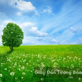 Tranh Giấy Dán Tường 3D Phong Cảnh Thiên Nhiên Cánh Đồng Hoa FLLS 1502-35