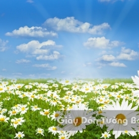 Tranh Giấy Dán Tường 3D Phong Cảnh Thiên Nhiên Cánh Đồng Hoa FLLS 1502-4