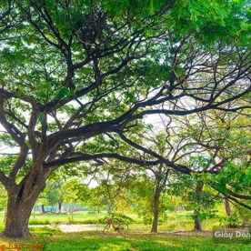 Tranh dán tường phong cảnh thiên nhiên Tr205